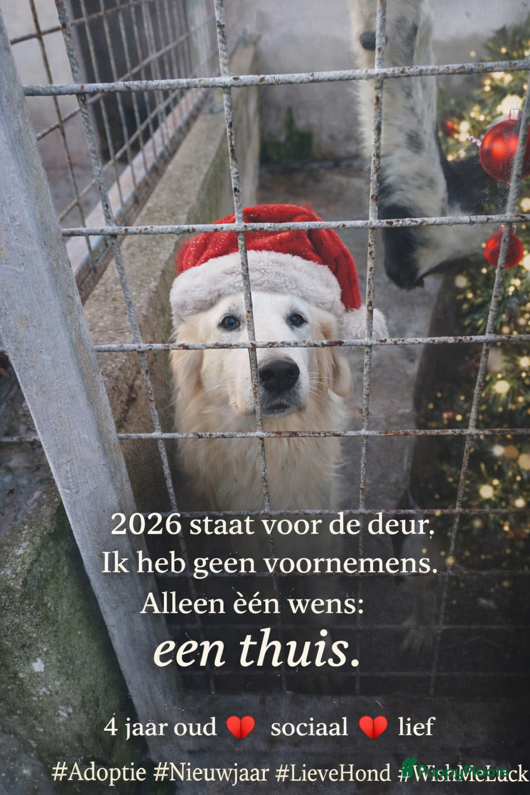 Kruising honden te koop: Gretle zoekt een.huis met gouden.mand - Advertentie 1