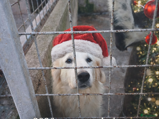Kruising honden Gretle zoekt een.huis met gouden.mand - Advertentie 5