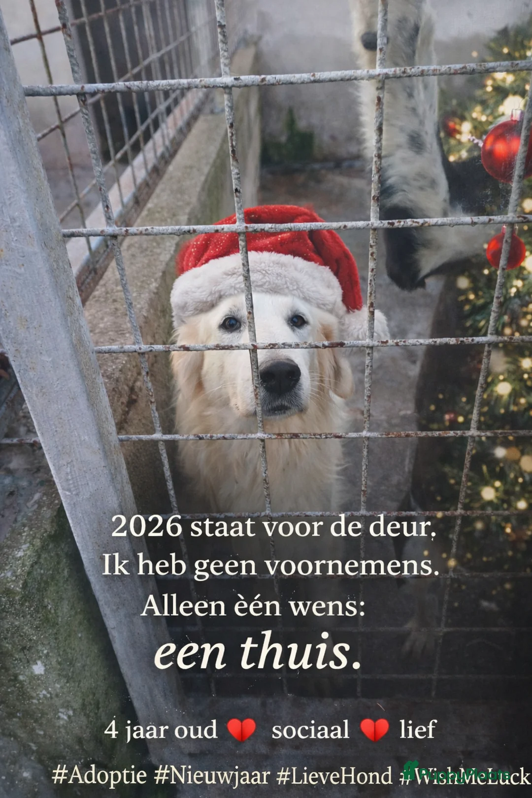 Kruising honden te koop: Gretle zoekt een.huis met gouden.mand - Advertentie 1