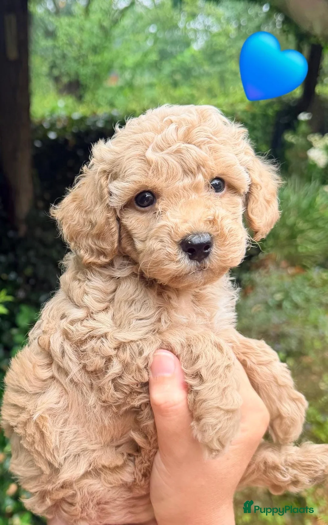 Kruising honden te koop: Kleine poedel pups (toypoedel x dwergpoedel) - Advertentie 22