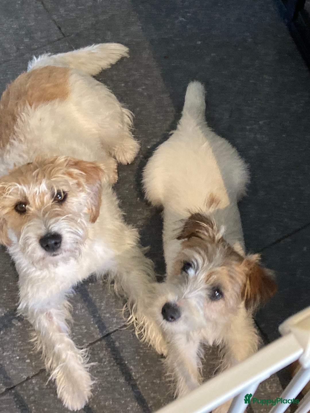 Jack Russel Terriër honden te koop: Ruwharige jack russellpups - Advertentie 3