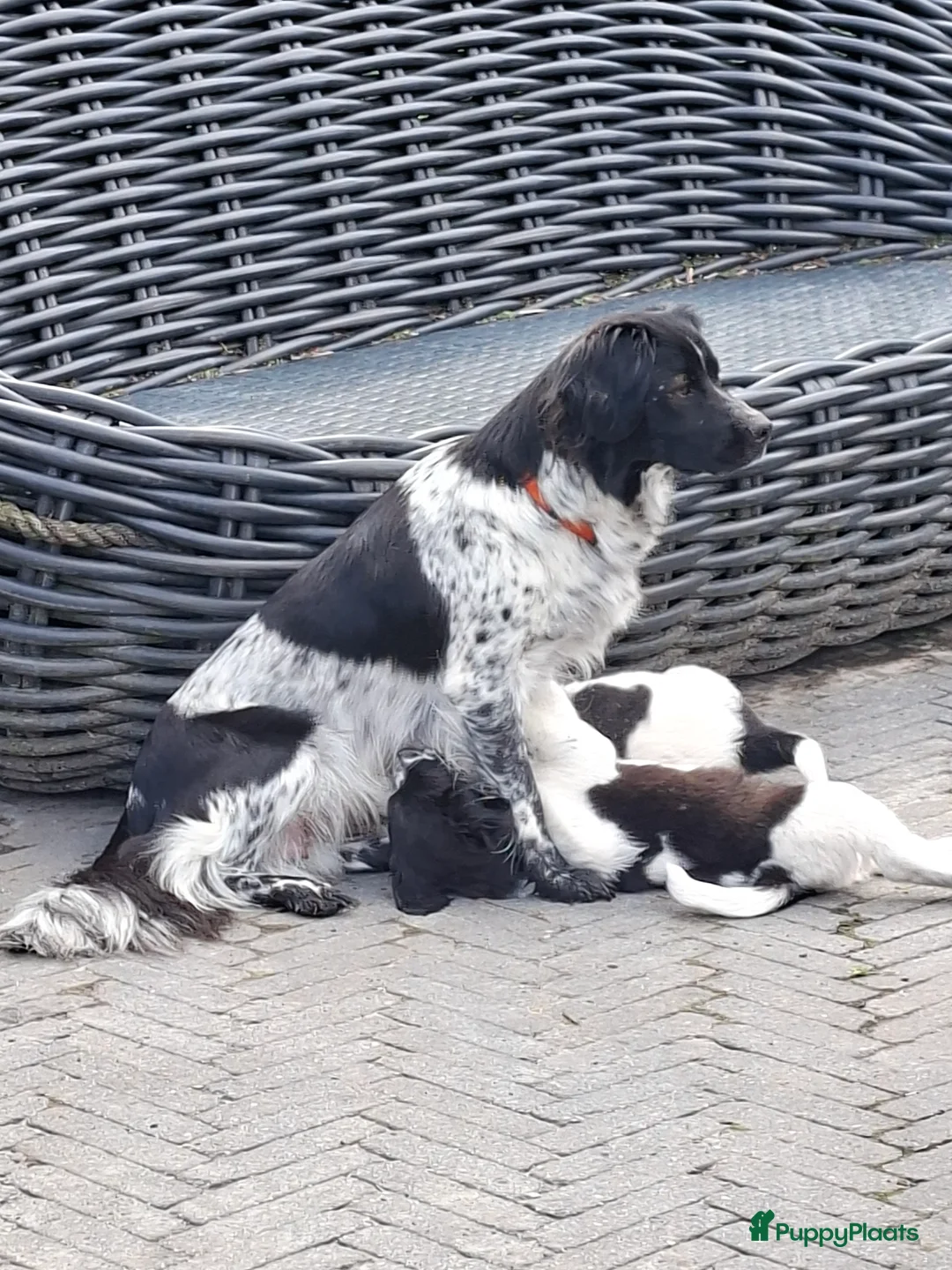 Kruising honden te koop: Prachtige puppy's, mix Friese Stabij/Kelpie  in Nieuwolda - Advertentie 2