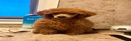 Poedel Toy honden te koop: Toy poedel teefje in Ommen - Advertentie 3