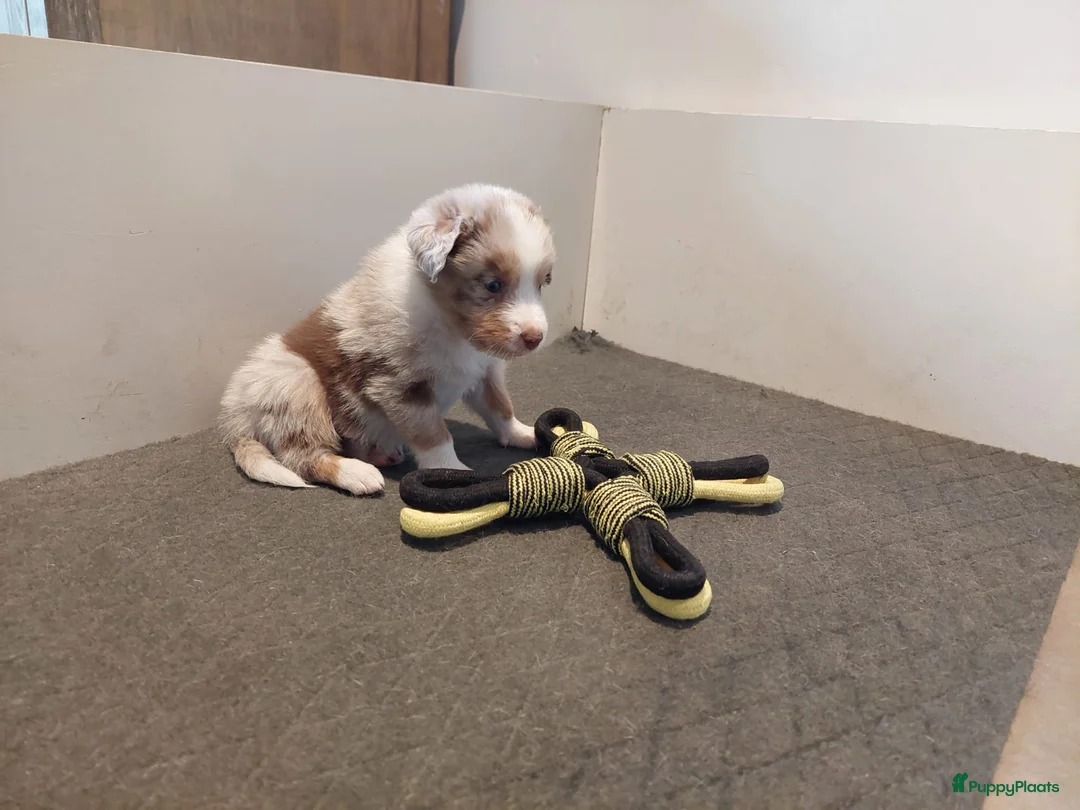 Australian Shepherd honden te koop: 🐾 Warme thuis voor Australian Shepherd pups 🐾 - Advertentie 11