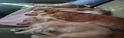 Dwergteckel honden te koop: Verwacht!  = Tijdelijke stop op inschrijvingen = - Advertentie 7