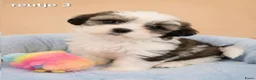 Boomer honden te koop: Super mooie boomer pups. Shih tzu  - Advertentie 20