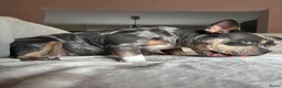 Amerikaanse Bully honden te koop: American Bully pocket pups verwacht  - Advertentie 17
