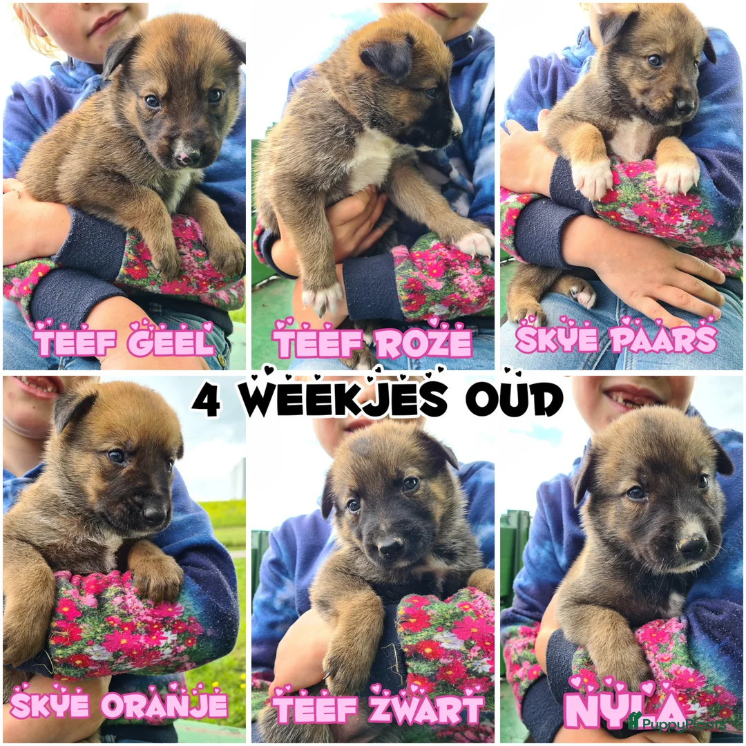 Kruising honden te koop: Prachtige Border Collie x Mechelse Herder pups. F1 - Advertentie 2