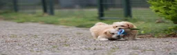 Maltipoo honden te koop: Lieve Maltipoo pups - Advertentie 11