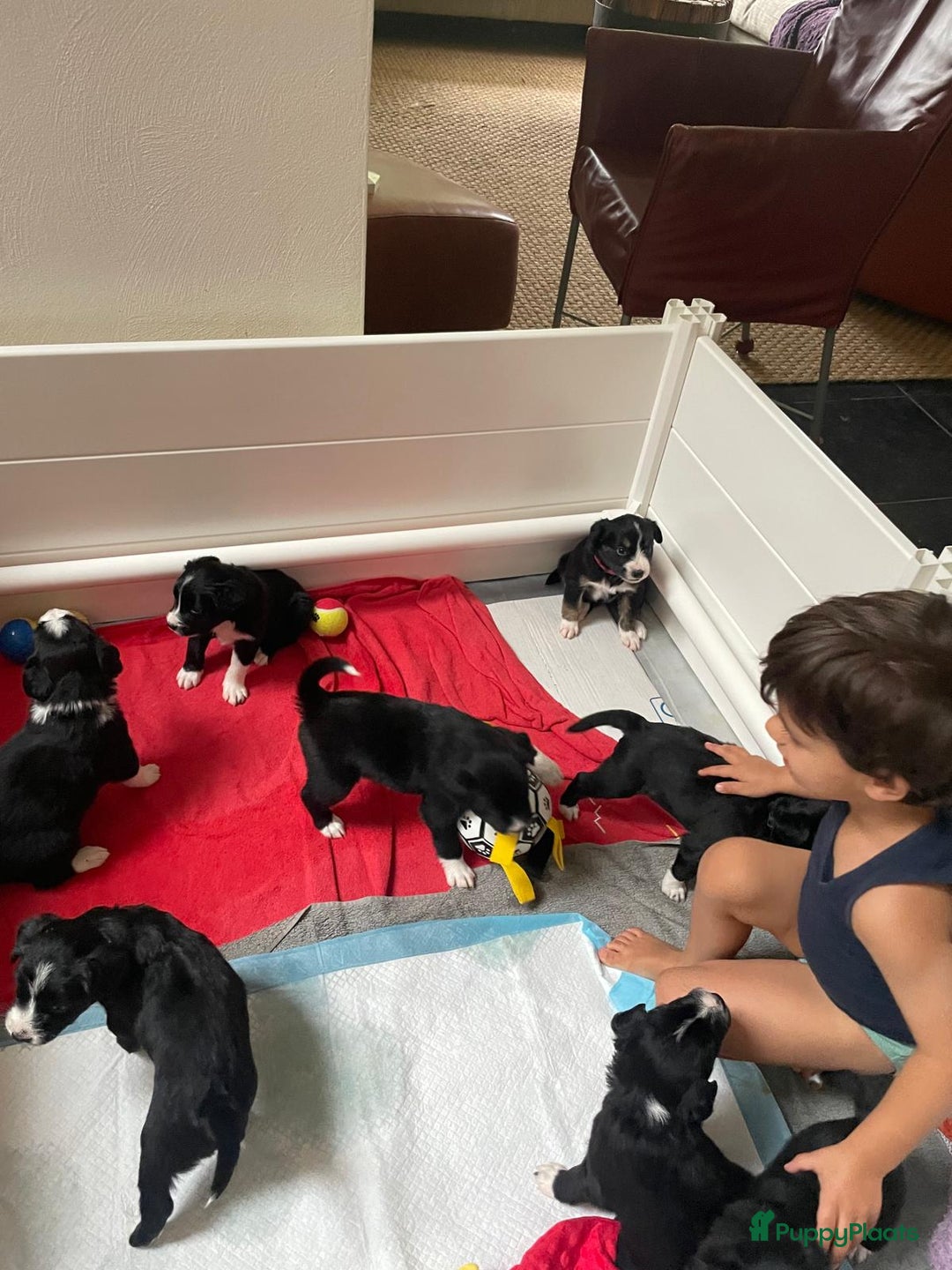 Border Collie honden te koop: Prachtige pups Border Collie/Barbado da Terceira - Afbeelding 4