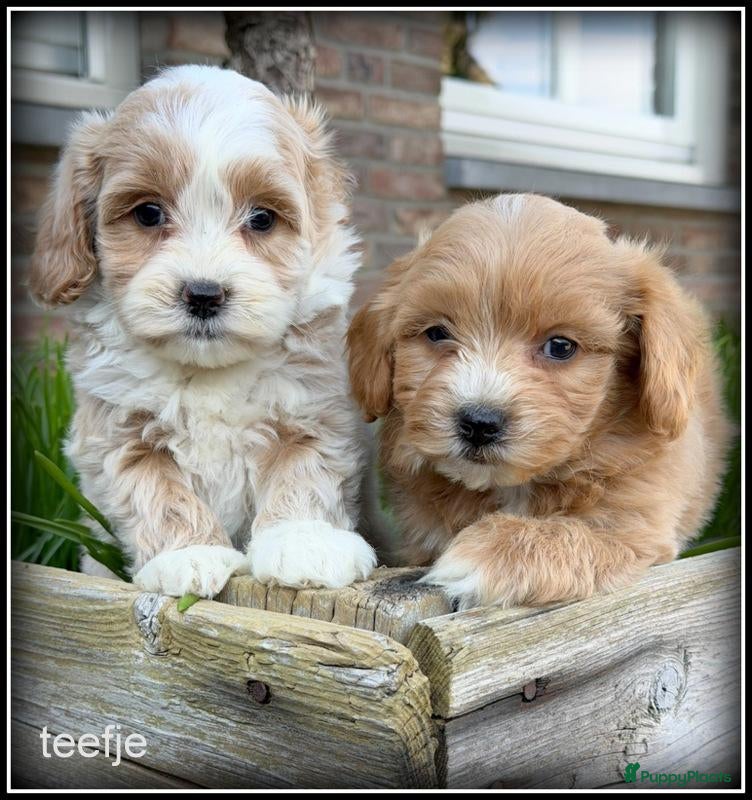Maltipoo honden Maltipoo F1b pups - Advertentie 1