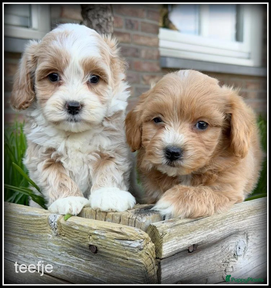 Maltipoo honden te koop: Maltipoo F1b pups - Advertentie 1