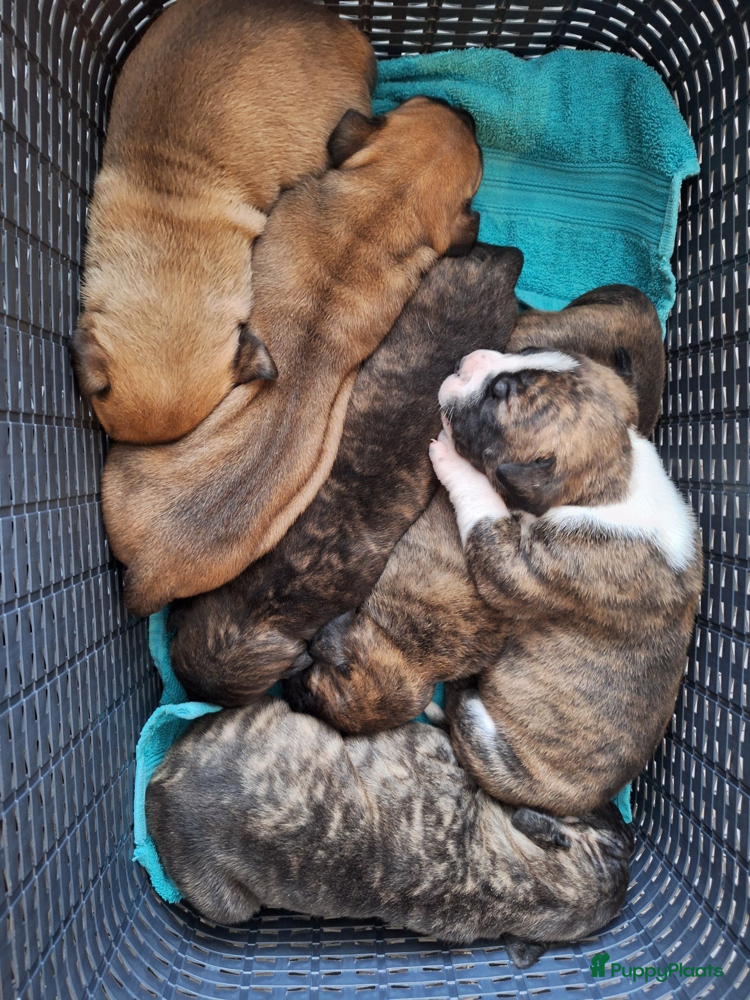 Boerboel honden Boerboel pups met Sabbs stamboom - Advertentie 1
