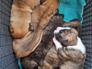 Boerboel honden Boerboel pups met Sabbs stamboom - Advertentie 13
