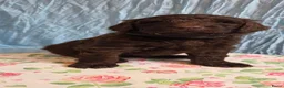 Kruising honden te koop: Labradoodle X Aussiedoodle  - Advertentie 17