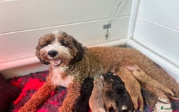 Labradoodle honden te koop: Mini-medium Labradoodle pups  in Wedde - Afbeelding 6