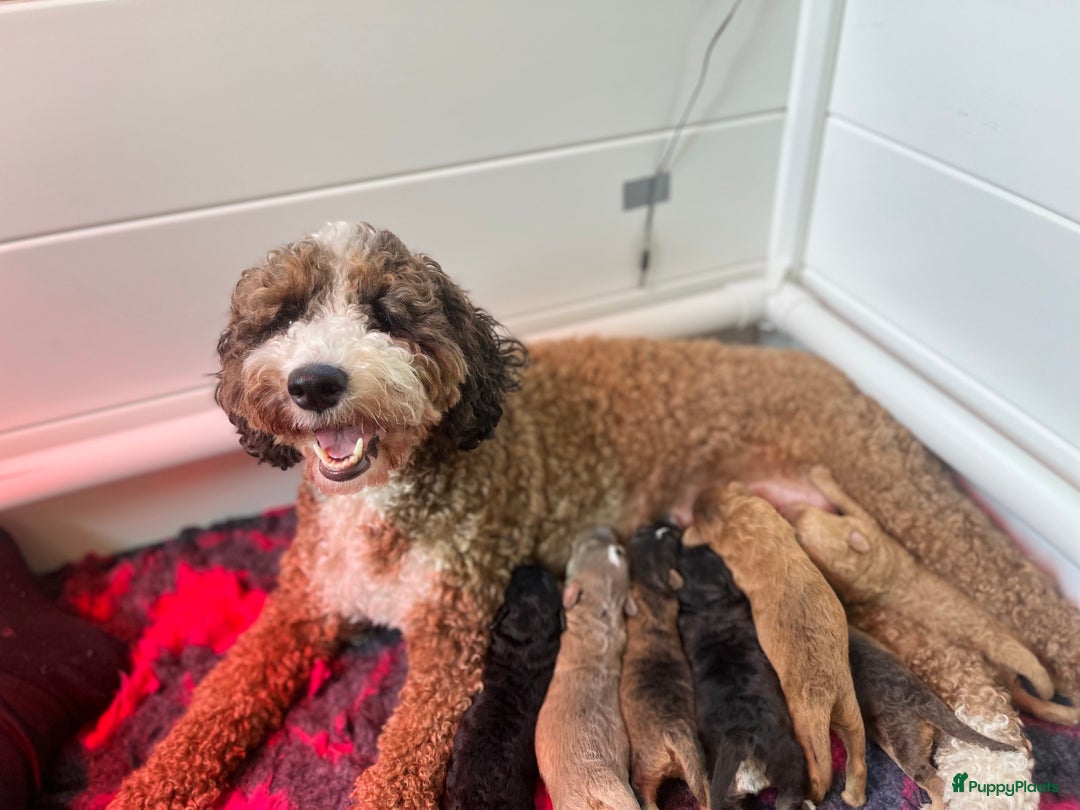 Labradoodle honden te koop: Mini-medium Labradoodle pups  in Wedde - Afbeelding 6