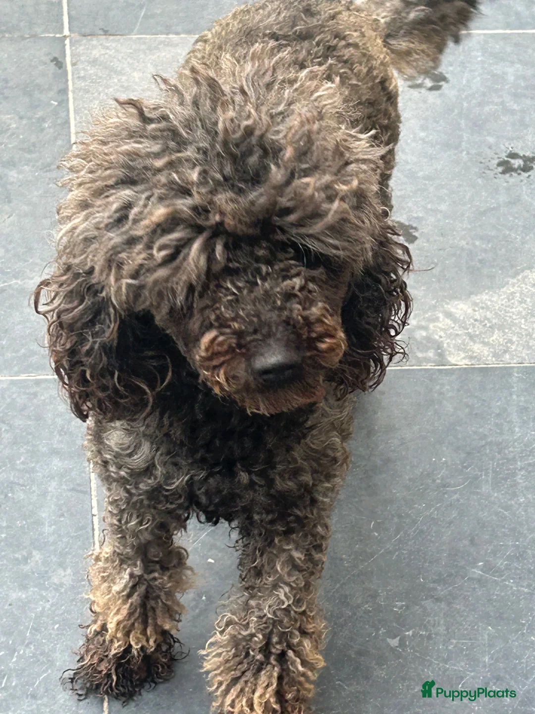 Kruising honden te koop: Aussiedoodle pupjes  - Advertentie 2