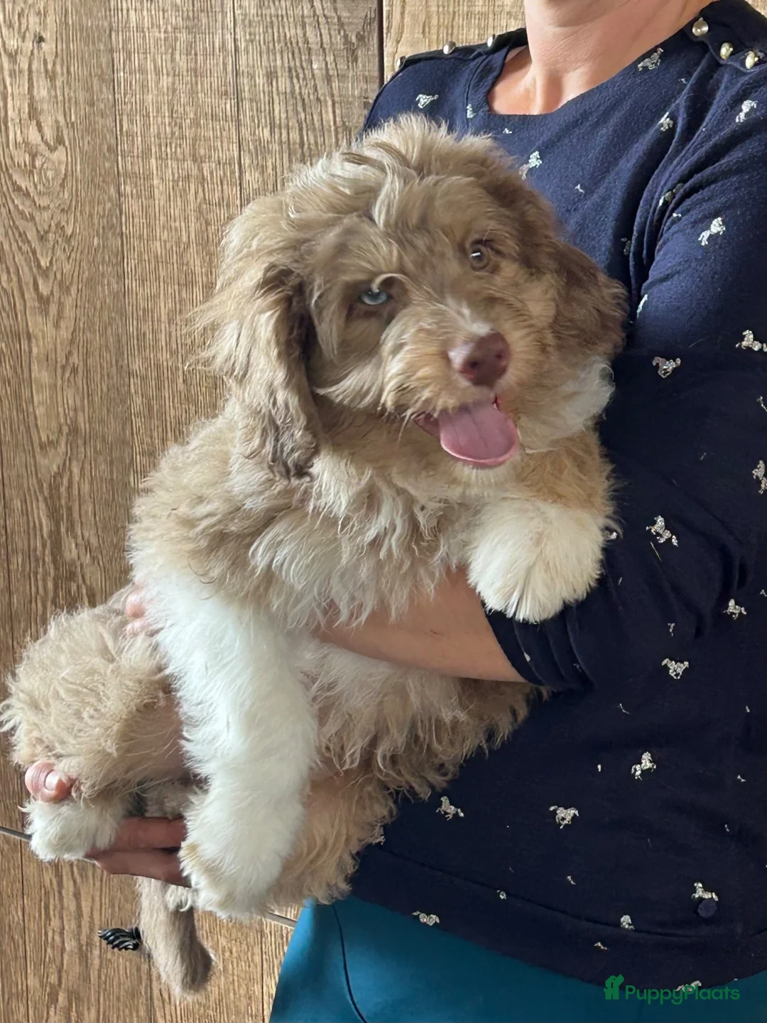 Kruising honden te koop: Mini Aussiedoodle reutjes  - Advertentie 2