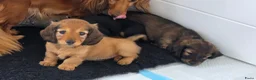 Teckel (langhaar) honden te koop: Prachtige Langharige Dwergteckelpups te koop - Advertentie 11