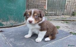 Australian Shepherd honden te koop: Australian Shepherd x Bordercollie pups in Linde - Afbeelding 9