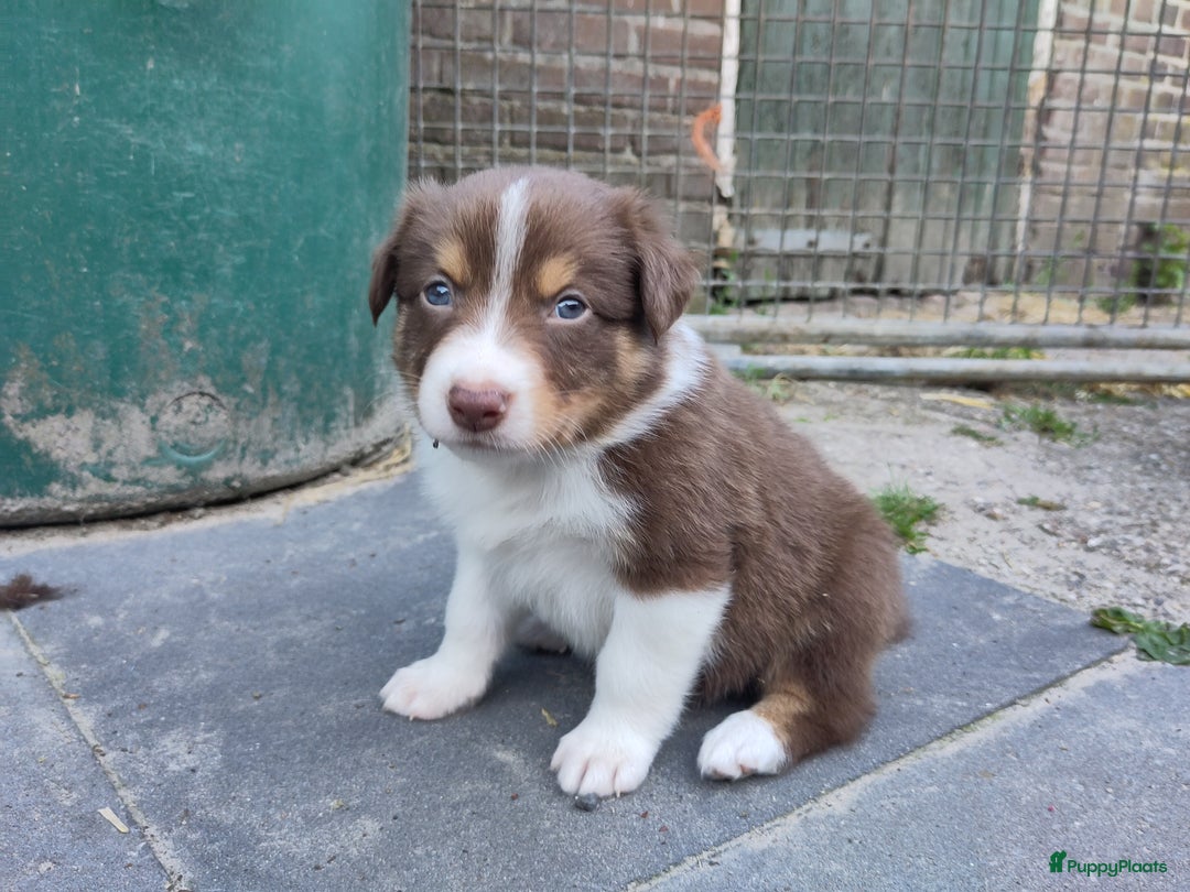 Australian Shepherd honden te koop: Australian Shepherd x Bordercollie pups in Linde - Afbeelding 9
