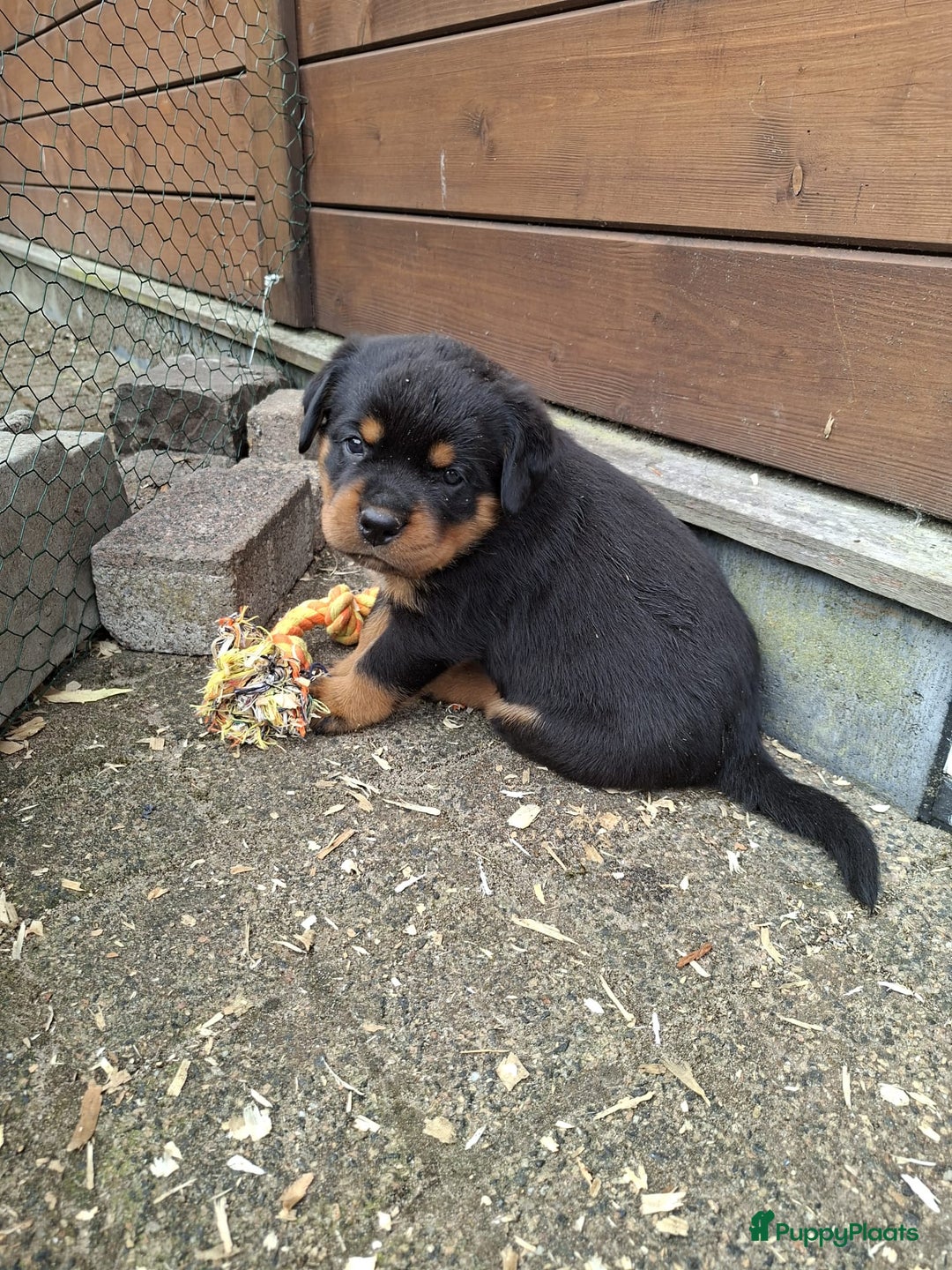 Rottweiler honden te koop: Raszuivere rottweiler pups te koop  - Afbeelding 7