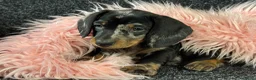 Teckel (korthaar)  honden te koop: Dwergteckel pups  in Vlagtwedde - Advertentie 5