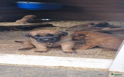 Boxer honden te koop: Kruising boxer mechelse herder - Afbeelding 3