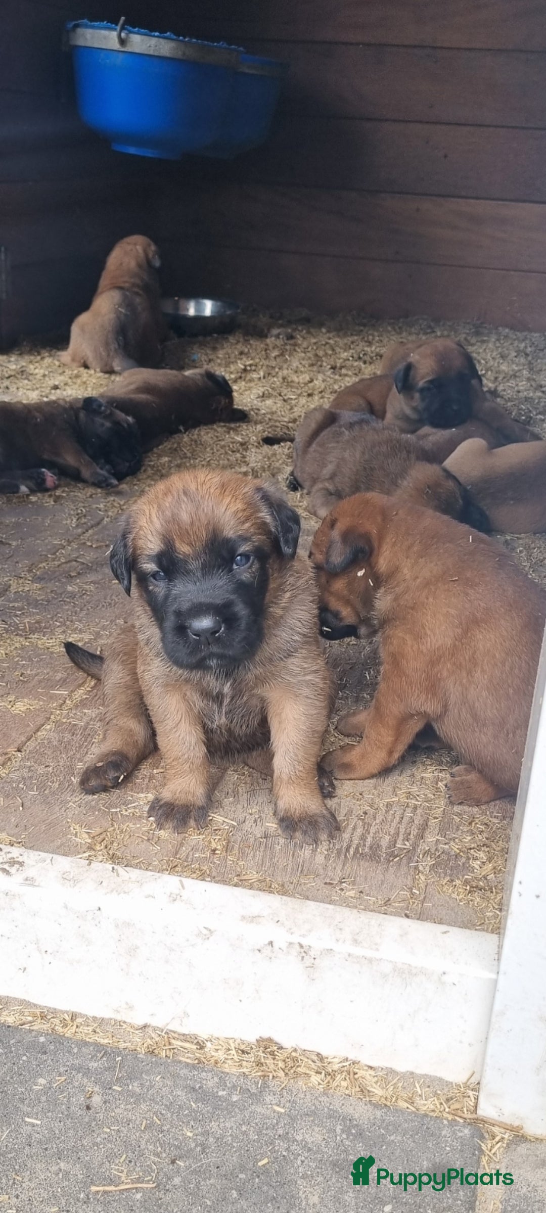 Boxer honden te koop: Kruising boxer mechelse herder - Afbeelding 3