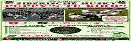 Siberische Husky honden te koop: Lieve Siberische puppies - Advertentie 2