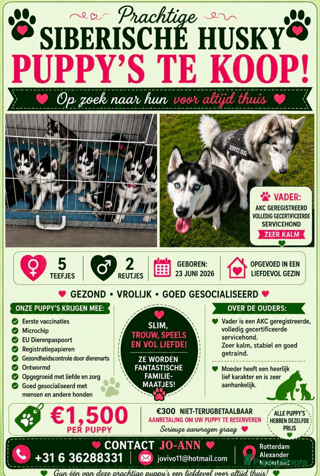 Siberische Husky honden te koop: Lieve Siberische puppies - Advertentie 2