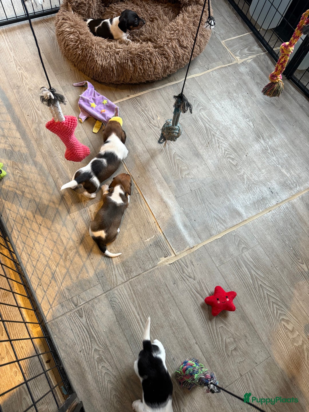 Teckel (korthaar)  honden te koop: Piebald dwergteckel pups - Advertentie 36