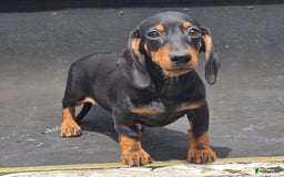 Teckel (korthaar)  honden te koop: Teckel pups mogen verhuizen - Afbeelding 7