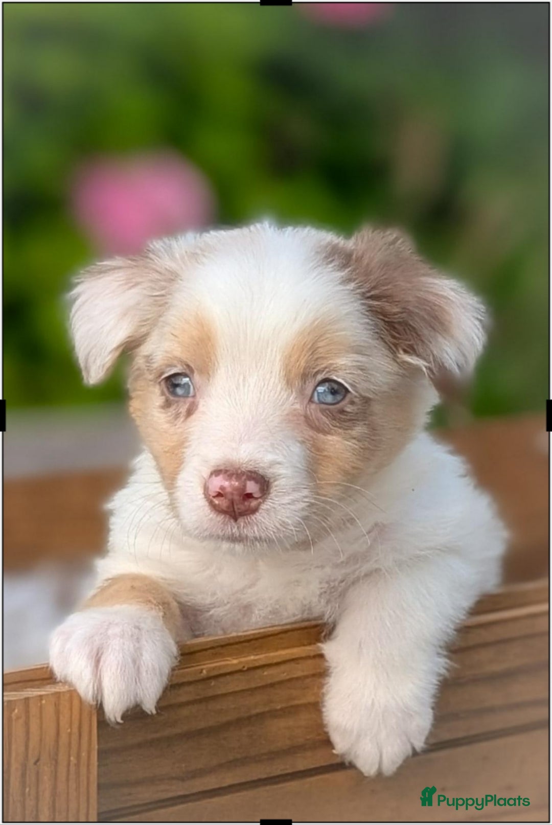 Australian Shepherd honden te koop: Prachtige Australian Shepherd pups te koop  - Afbeelding 4