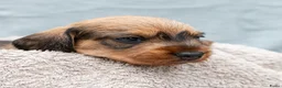 Ruwhaar Teckel honden te koop: Prachtige Ruwharige Teckel pups - Advertentie 37
