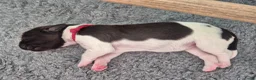 Heidewachtel honden te koop: Prachtige Heidewachtel puppy's aangeboden in Noordwijkerhout - Advertentie 3