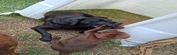 Labrador Retriever honden te koop: Raszuivere bruine labrador pups  - Advertentie 21