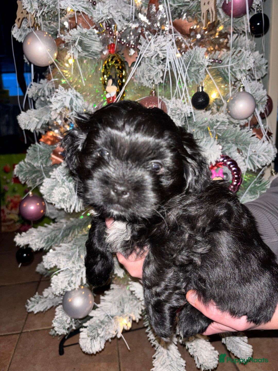 Kruising honden te koop: Puppie - Advertentie 5