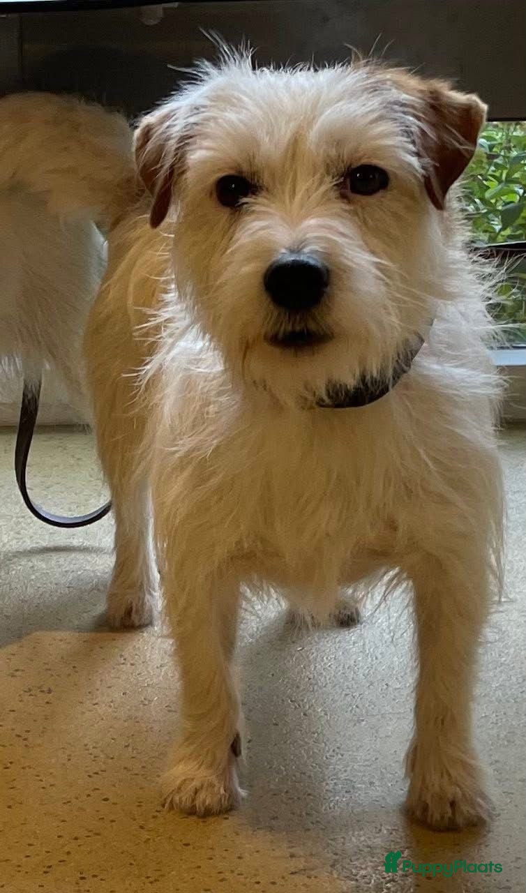 Jack Russel Terriër honden Jack Russel ruw - Advertentie 2