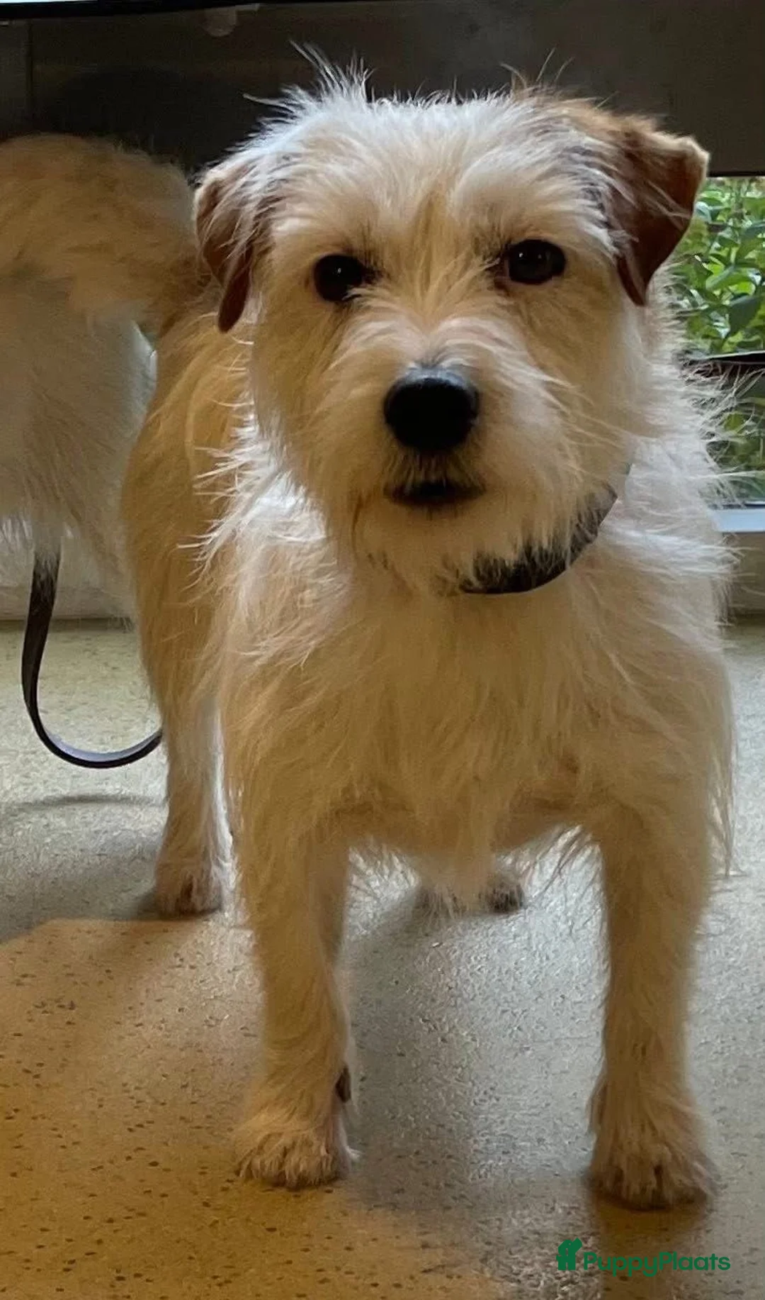 Jack Russel Terriër honden te koop: Jack Russel ruw - Advertentie 1