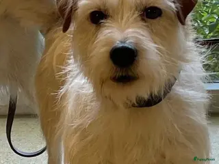 Jack Russel Terriër honden Jack Russel ruw - Advertentie 2