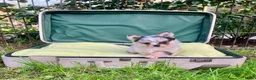 Pomchi honden te koop: Schattige pomchi reutjes zoeken fijn huisje - Advertentie 5
