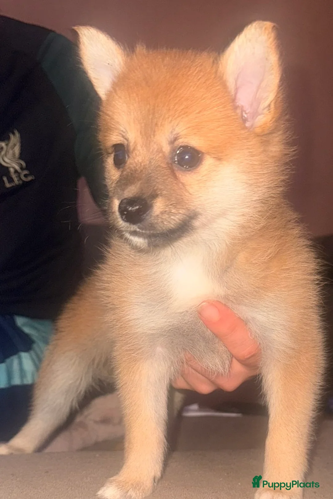 Kruising honden te koop:  2 Teefjes uit liefdevol nest  - Advertentie 2