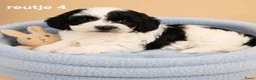 Boomer honden te koop: Super mooie boomer pups maltezer maal shih tzu - Advertentie 6