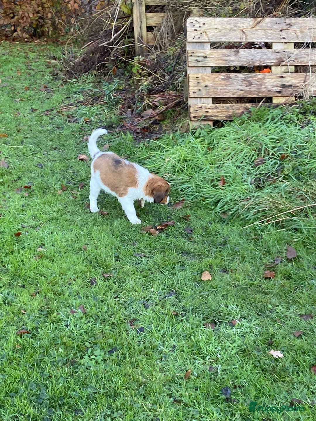 Kooikerhondje honden te koop: Prachtige kooikerpup, reutje - Advertentie 8