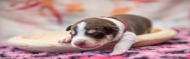 Border Collie Puppy 3