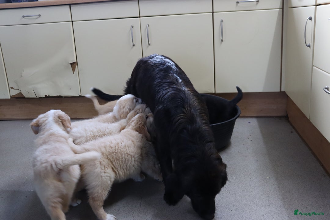 Goldador honden te koop: Super Lieve Golden Retriever pups te koop - Advertentie 8