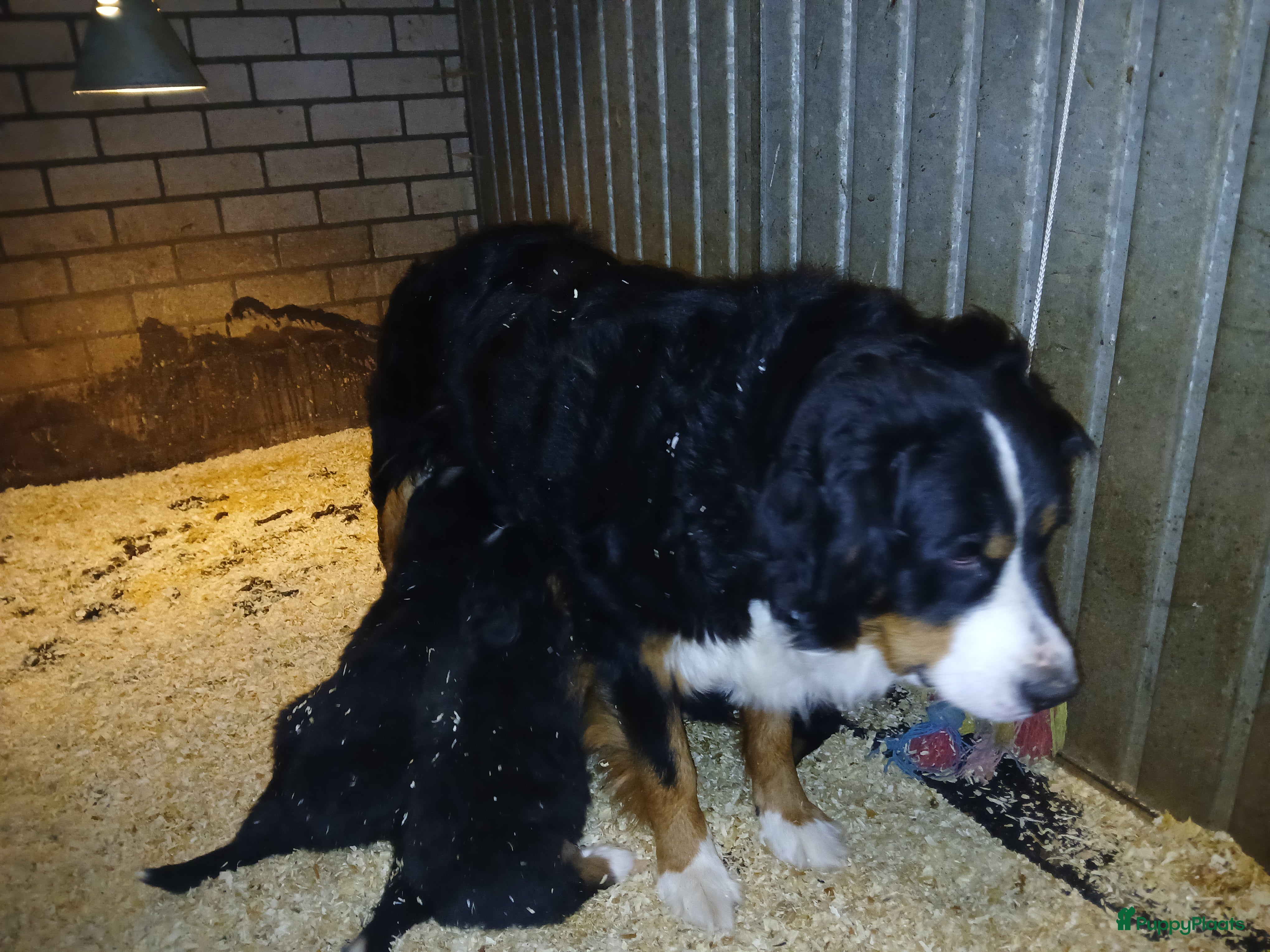 Kruising honden Berner sennen kruising  - Advertentie 2