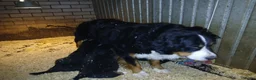 Kruising honden te koop: Berner sennen kruising  in Sint-Oedenrode - Advertentie 1
